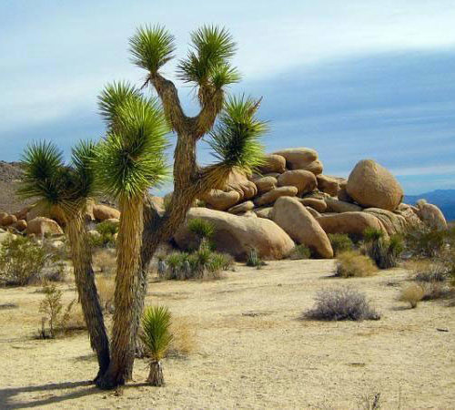 ¿Vida en el desierto?